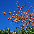 albero da frutto cachi